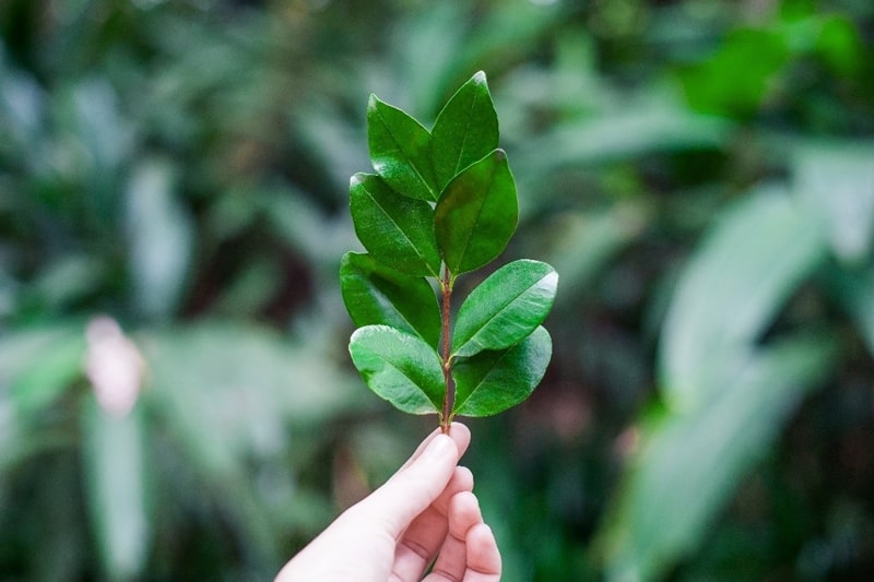 A hand holding a green leaf